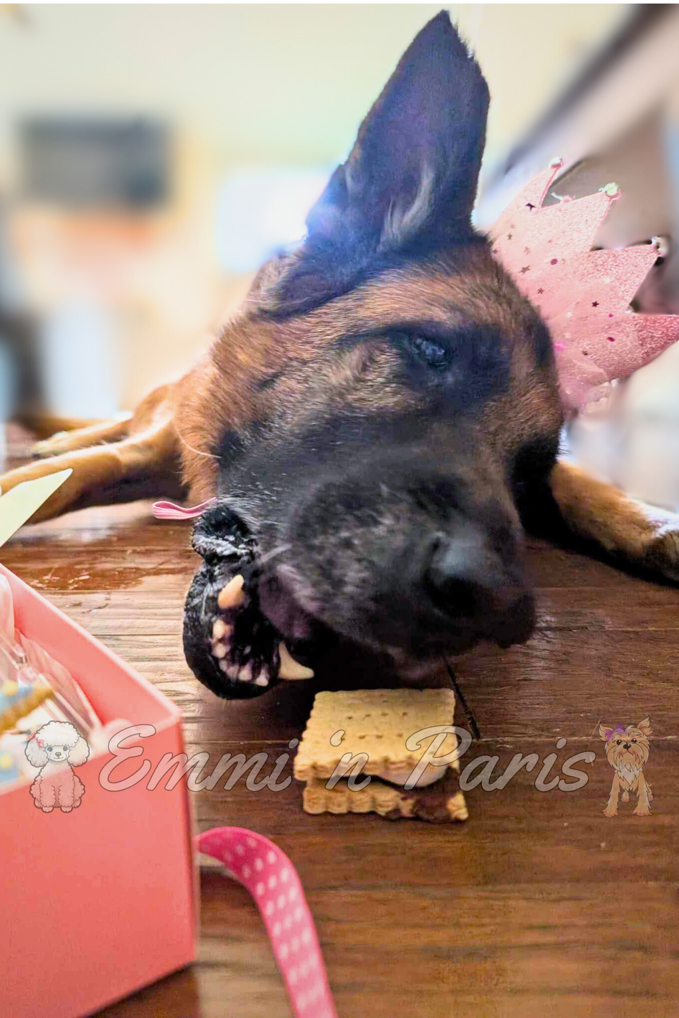 S'Mores for Dogs - Image 2