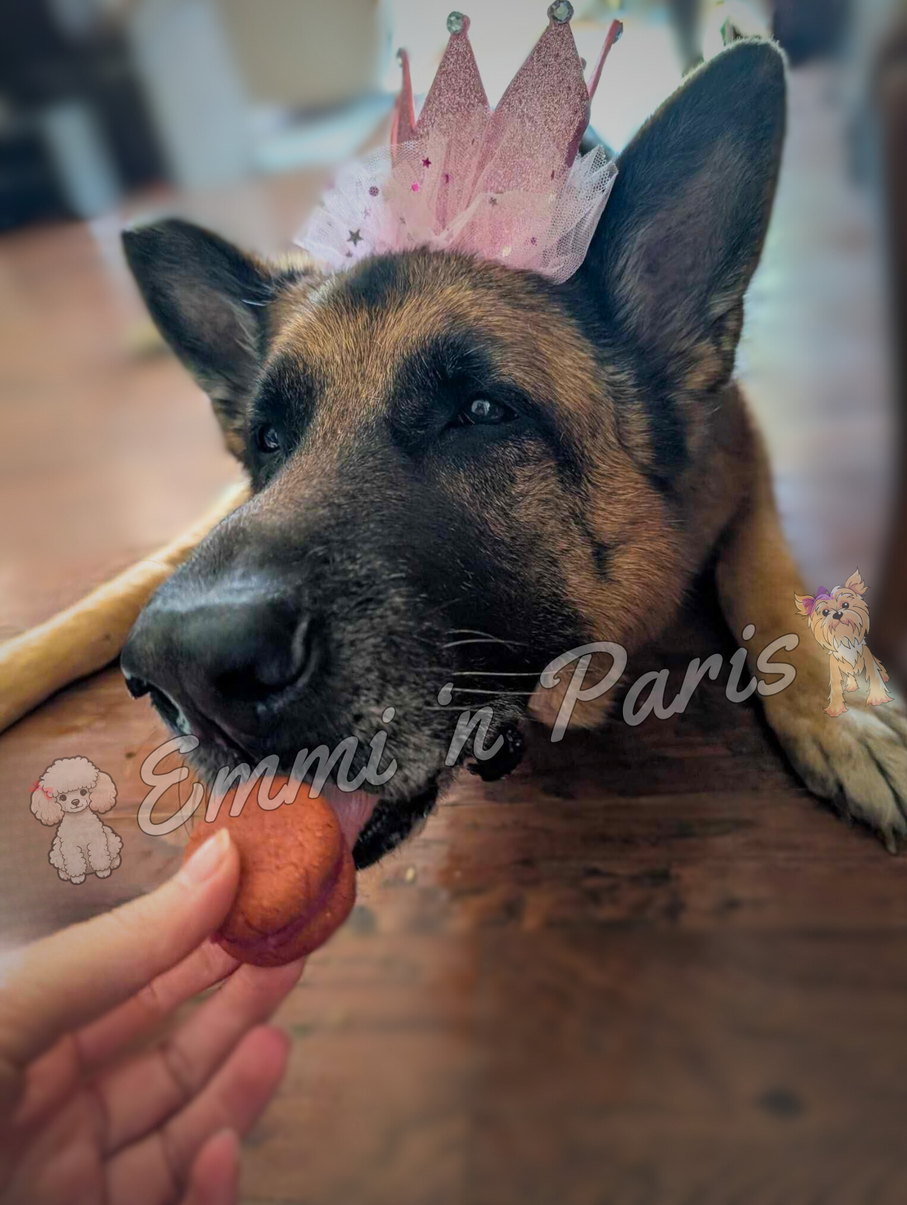 Macarons for Dogs - Image 2