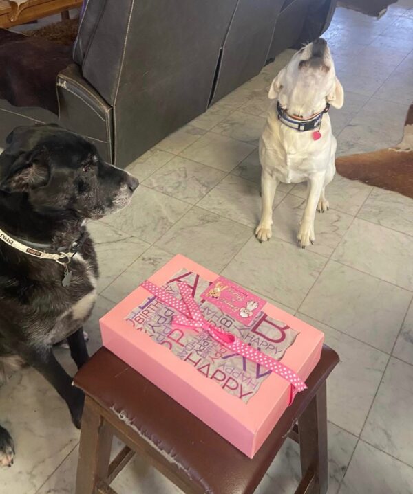 Happy Barkday Box - Image 5